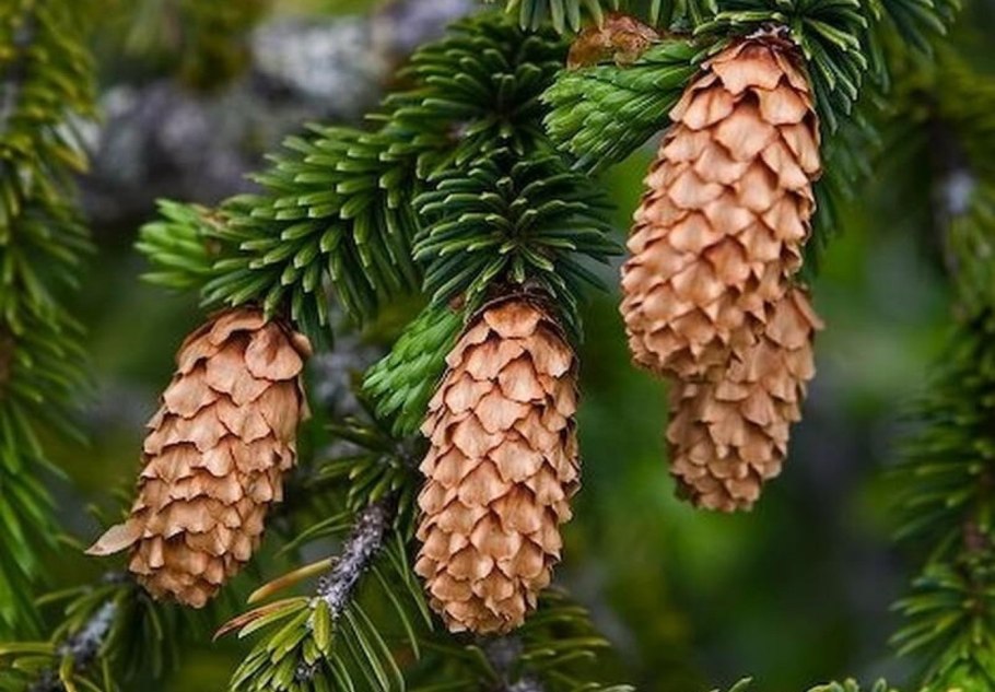 Picea Fennica шишки