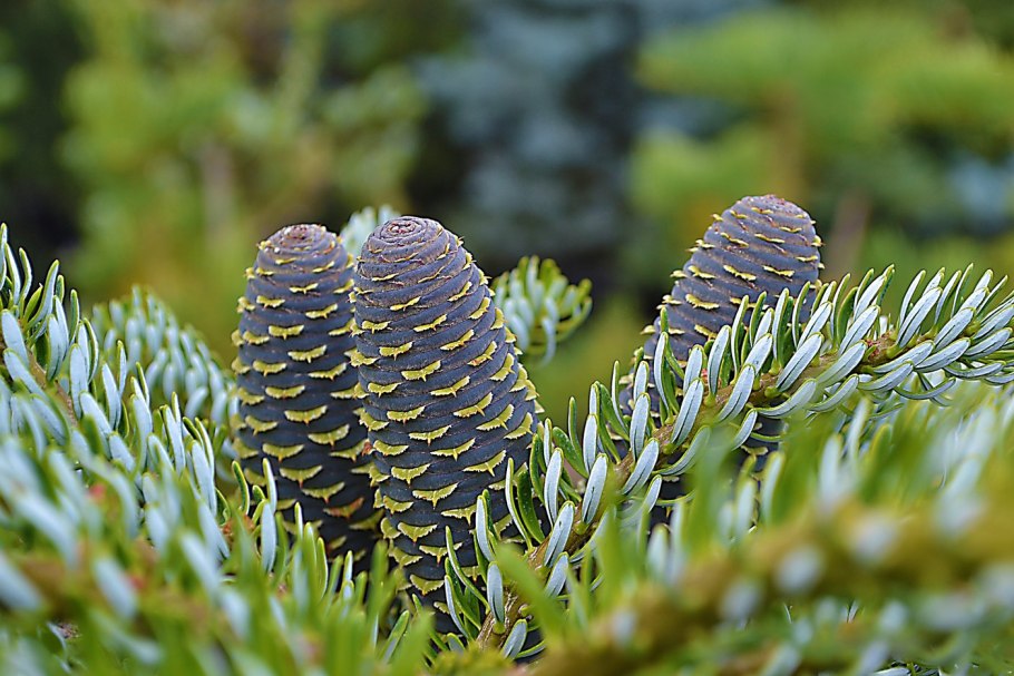 Pinus Sylvestris шишки