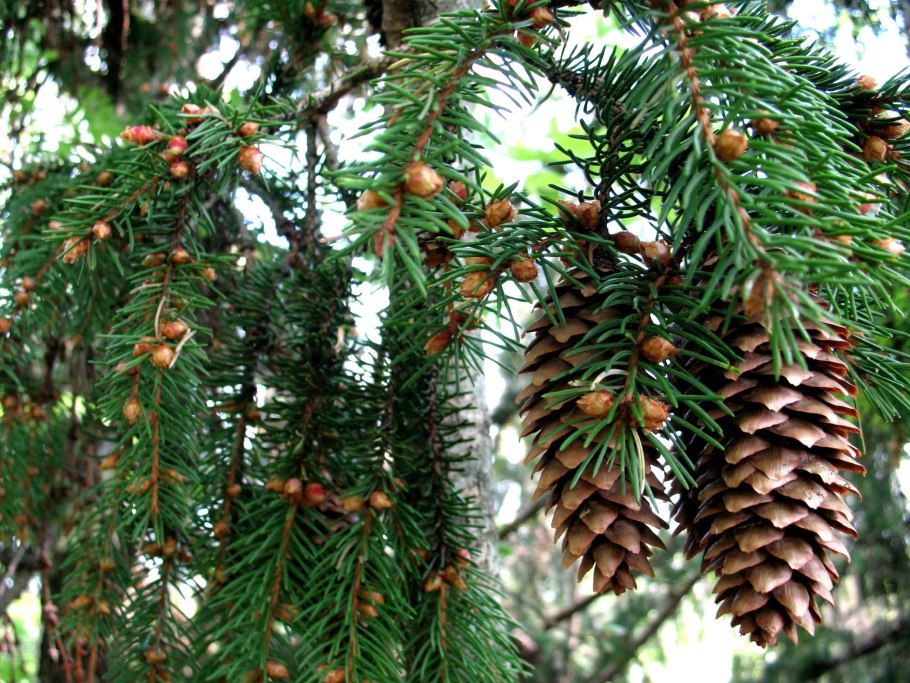 Голосеменные елка лиственница
