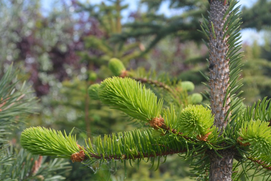 Ель европейская шишки