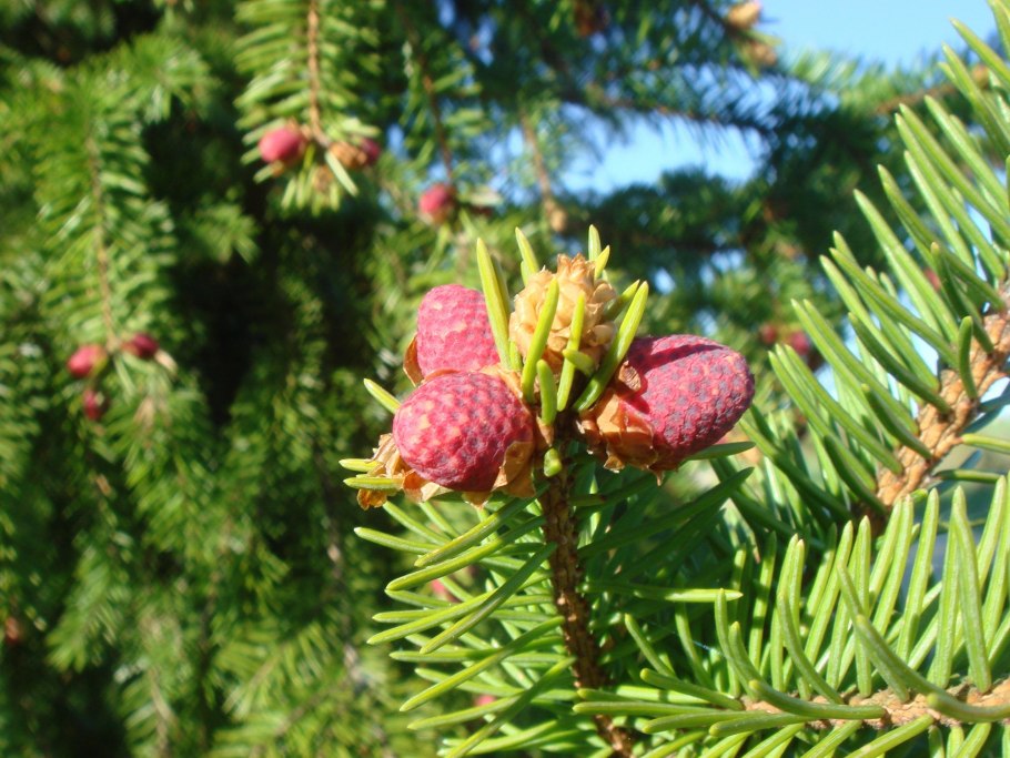Ель обыкновенная микростробилы