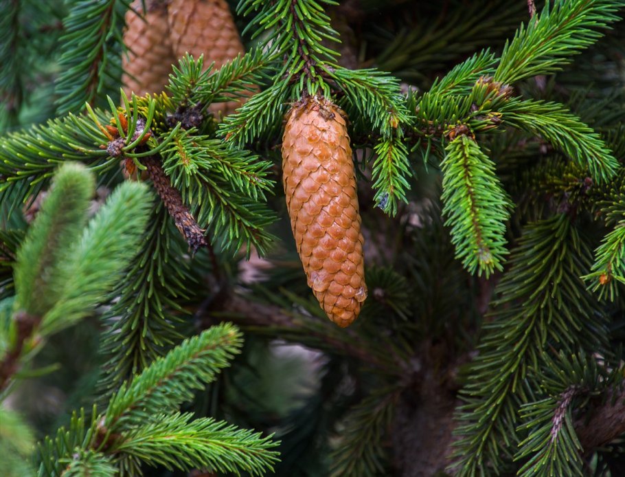 Сосна Кедровая микростробилы