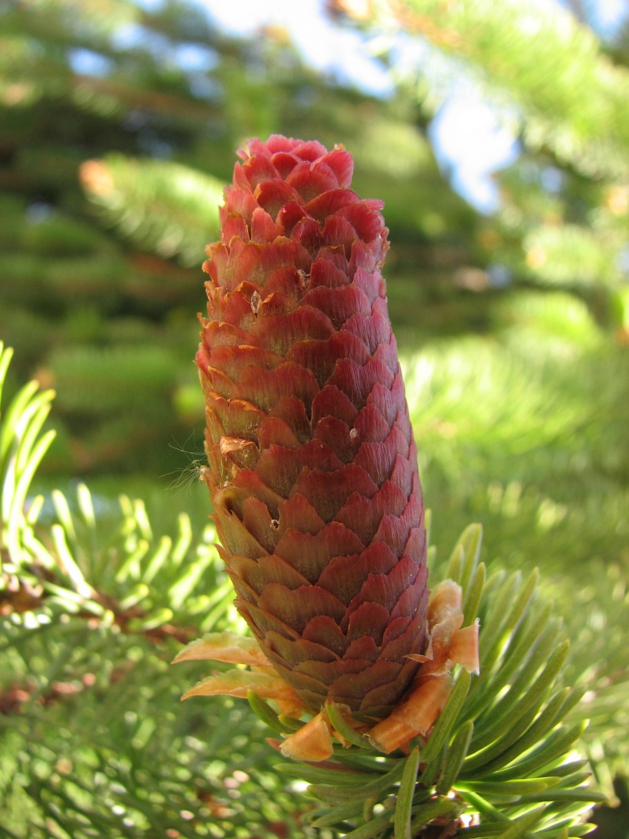 Голосеменные хвойные сосновые