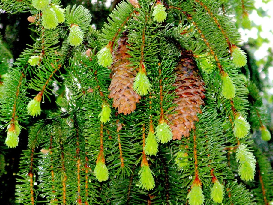 Хвойные кониферс