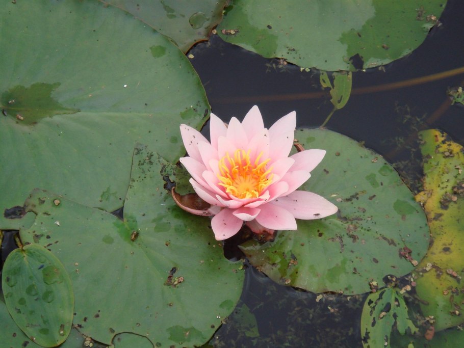 Речные растения