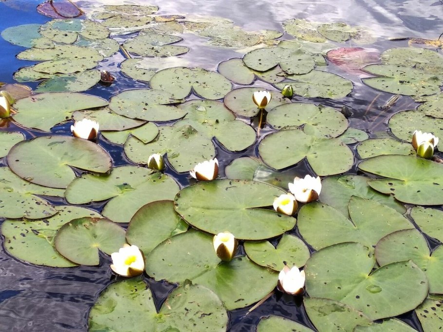 Гидрофиты стрелолист