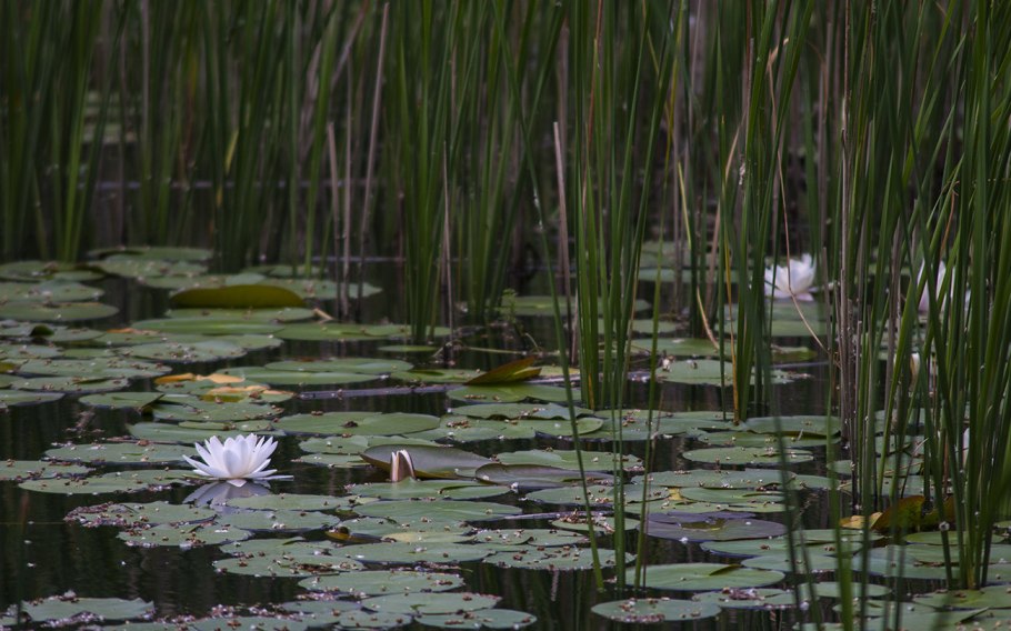 Стрелолист Sagittaria sagittifolia