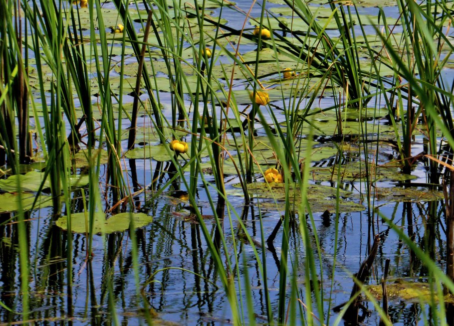 Камыш рогоз чакан