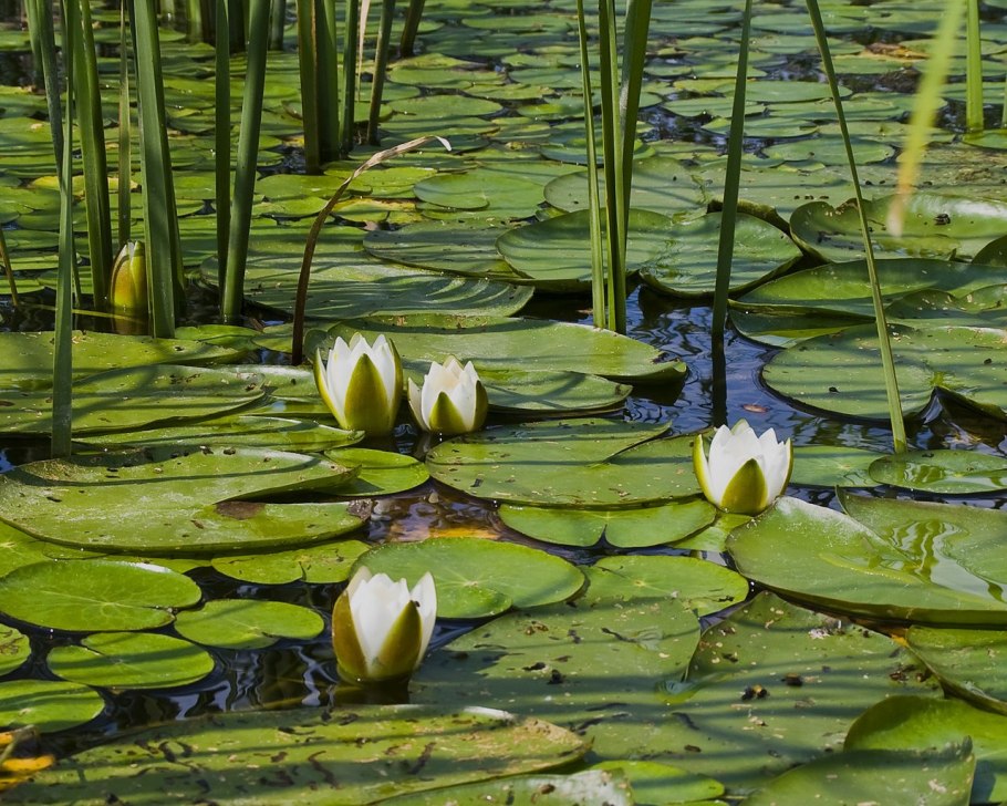 Wallpapers Dasypeltis Abyssina
