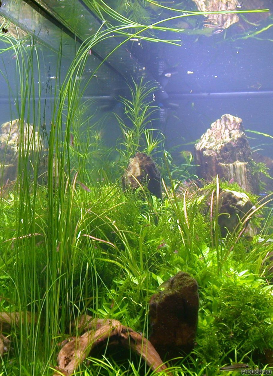 Элеохарис Ксингу