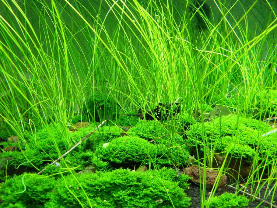 Элеохарис игольчатый