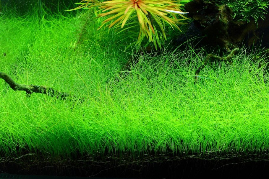 +"Eleocharis pusilla"