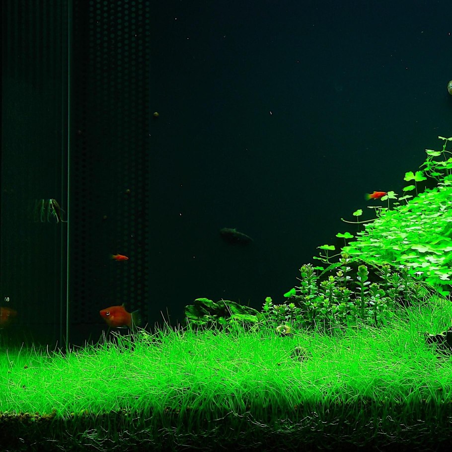 Элеохарис вивипара