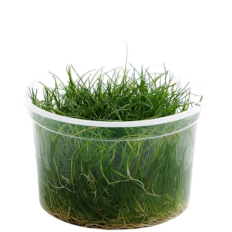 Элеохарис парвула