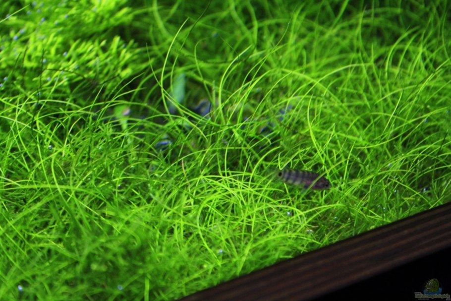 Microsorum: SP. Mini Coral