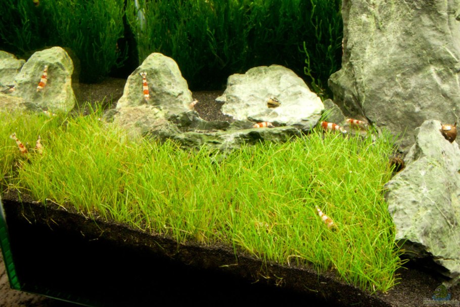 Элеохарис Ситняг