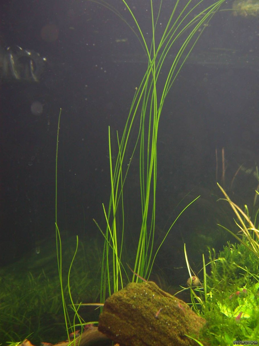 Ситняг (Eleocharis)