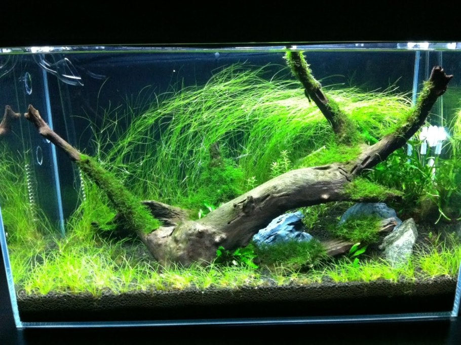 Ситняг / элеохарис парвула