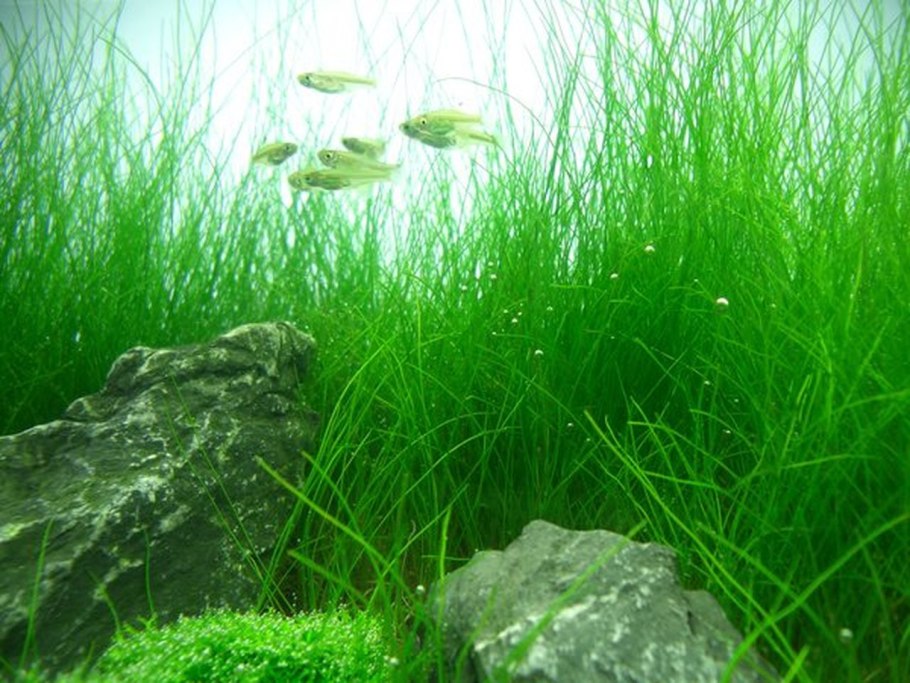 Hairgrass аквариум купить