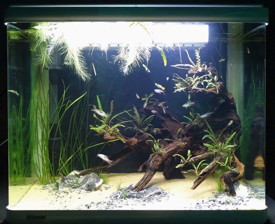 Элеохарис вивипара