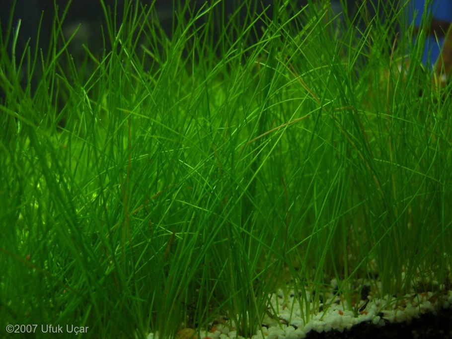 Элеохарис Ацикулярис