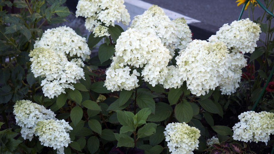 Гортензия ангел Бланш