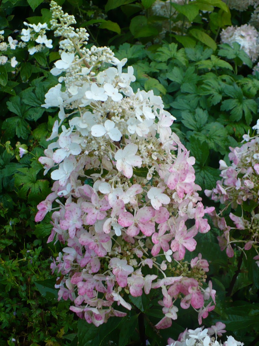 Гортензия метельчатая Энджелс Блаш Angels blush