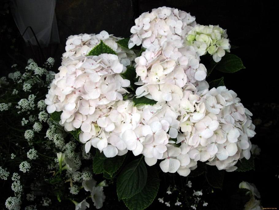 Гортензия Шлосс Цушендорф крупнолистная