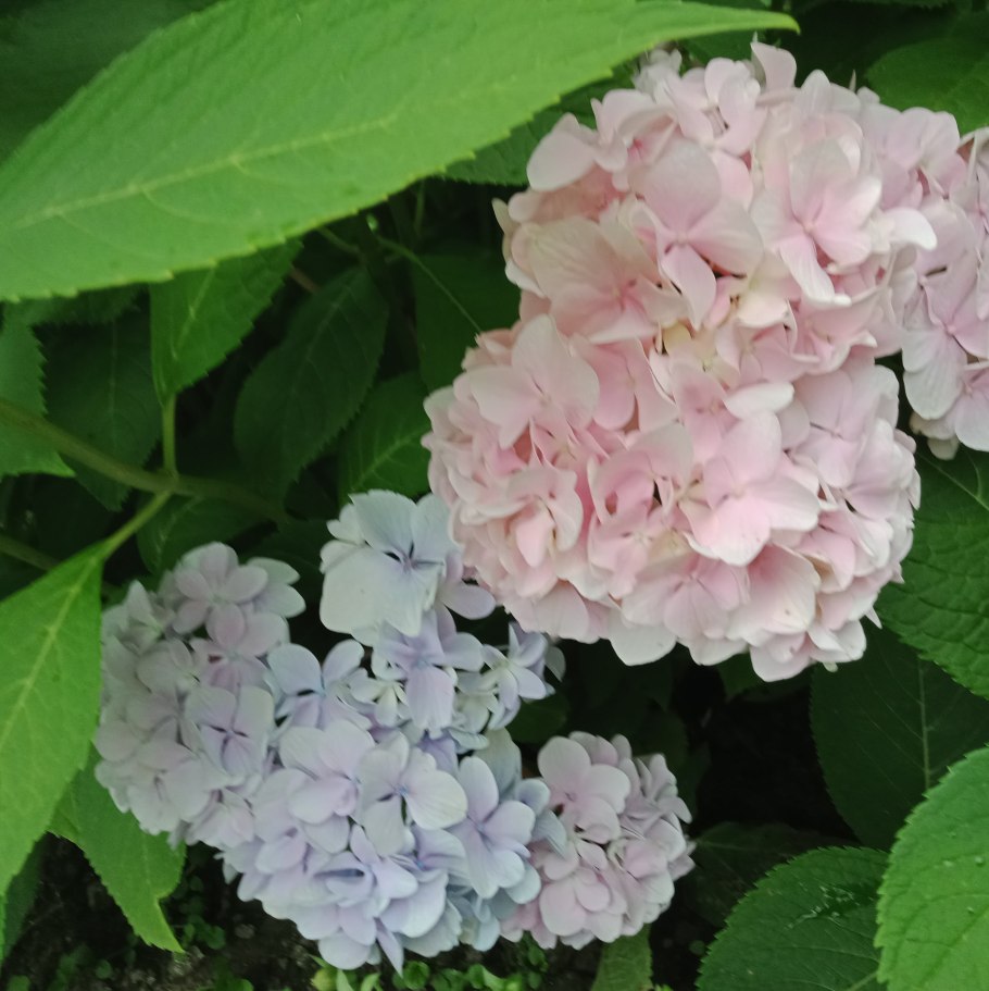 Гортензия Энджел Бланш