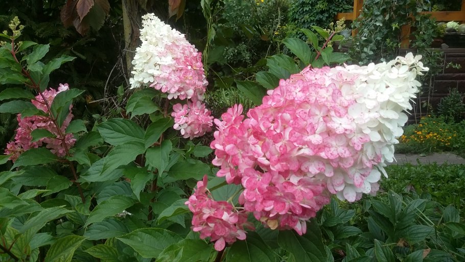 Гортензия метельчатая ангел Бланш