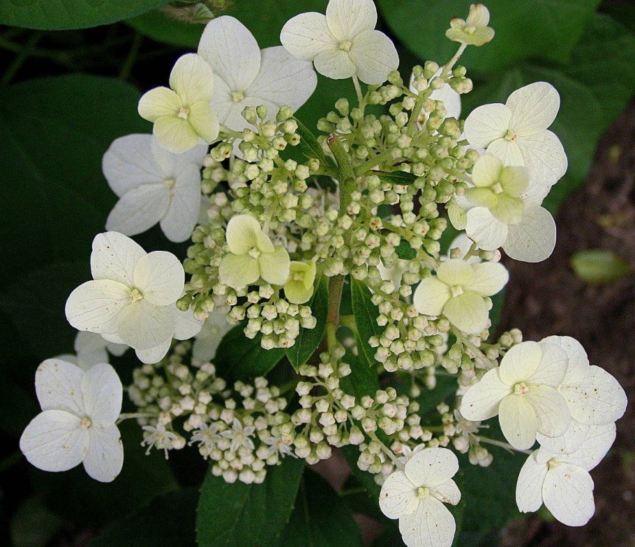 Гортензия метельчатая White Diamond