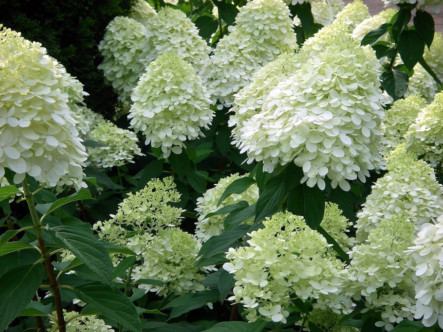 Гортензия Дабл Анабель