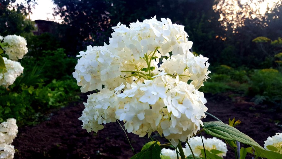 Гортензия Энджел Бланш