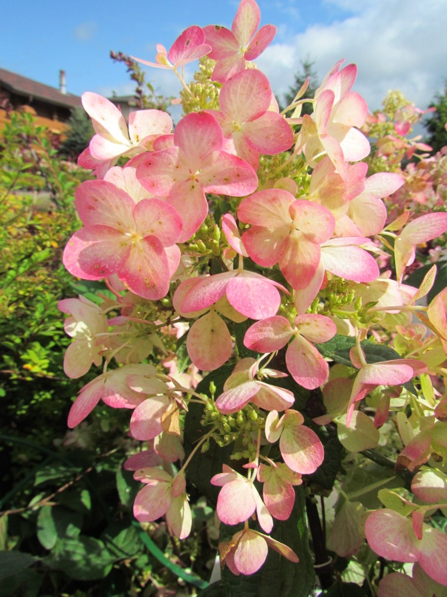 Гортензия ангел Блаш метельчатая