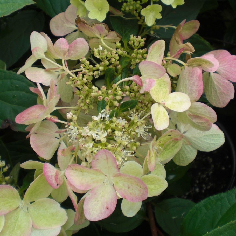 Гортензия метельчатая Энджелс Бланш