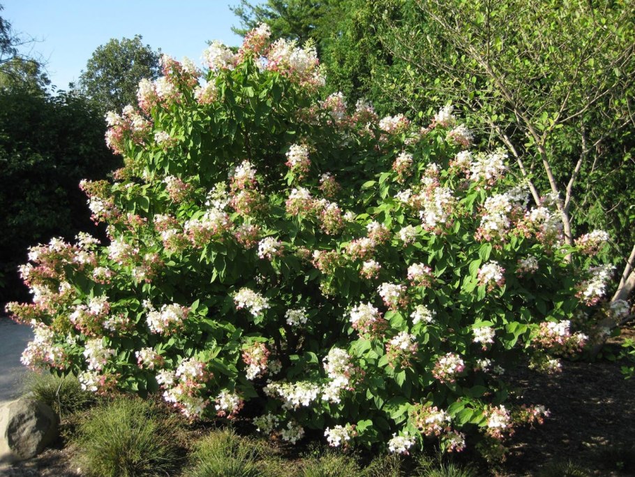 Гортензия метельчатая ангел Бланш