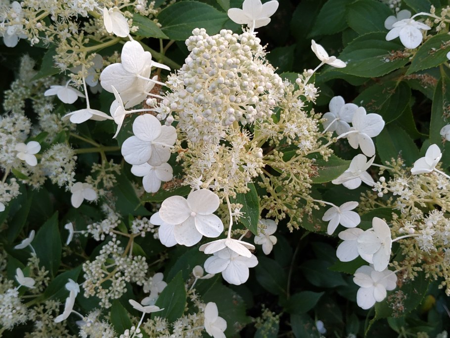 Гортензия мультифлора