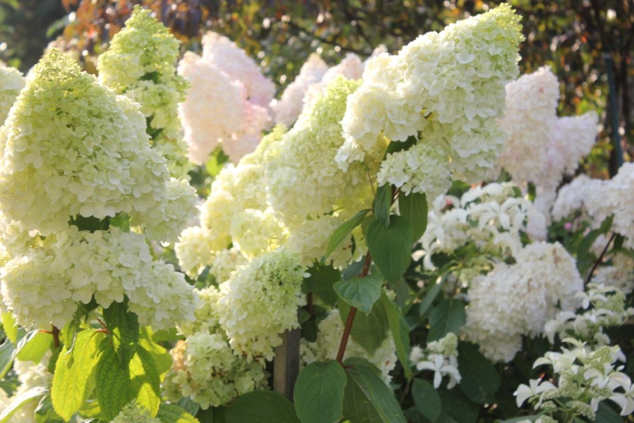 Нежный «Лаймлайт