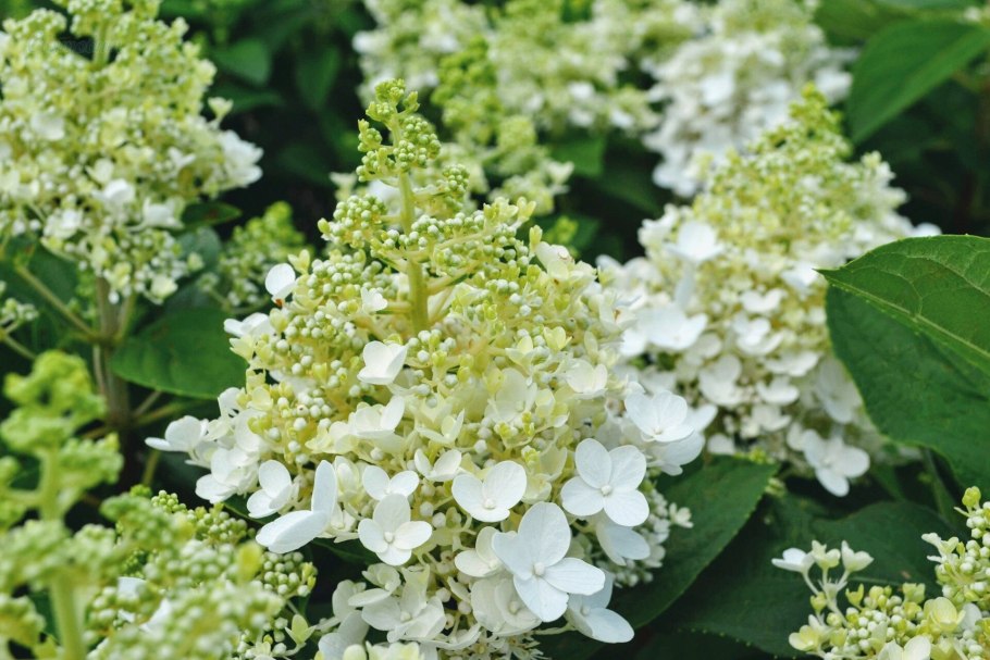 Гортензия метельчатая бэби