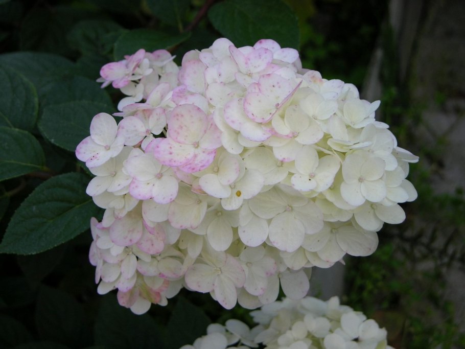 Гортензия Энджел Бланш