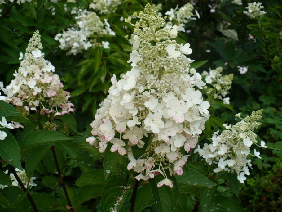 Гортензия метельчатая Энджелс Блаш