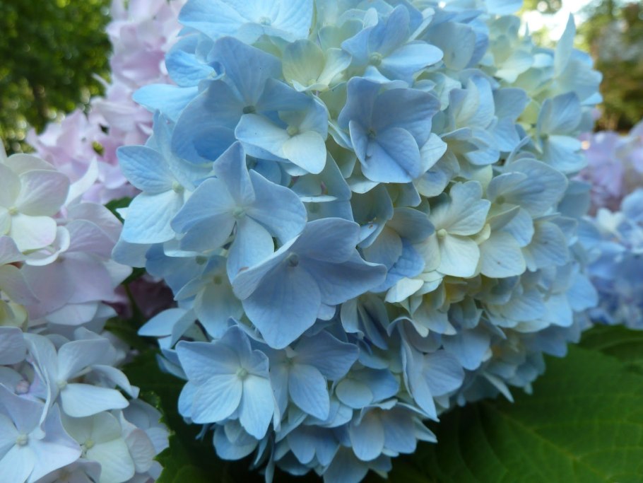 Гортензия метельчатая Butterfly