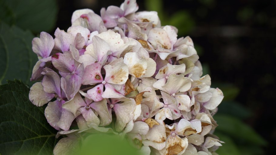 Гортензия макрофилла