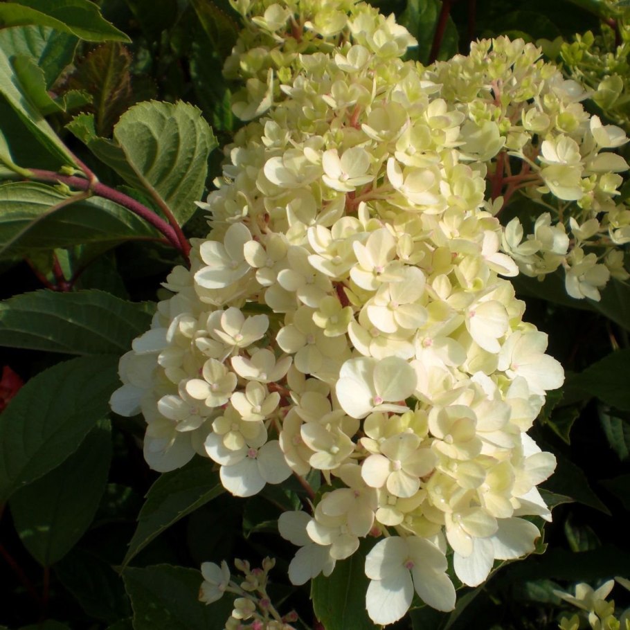 Геркулес гортензия метельчатая