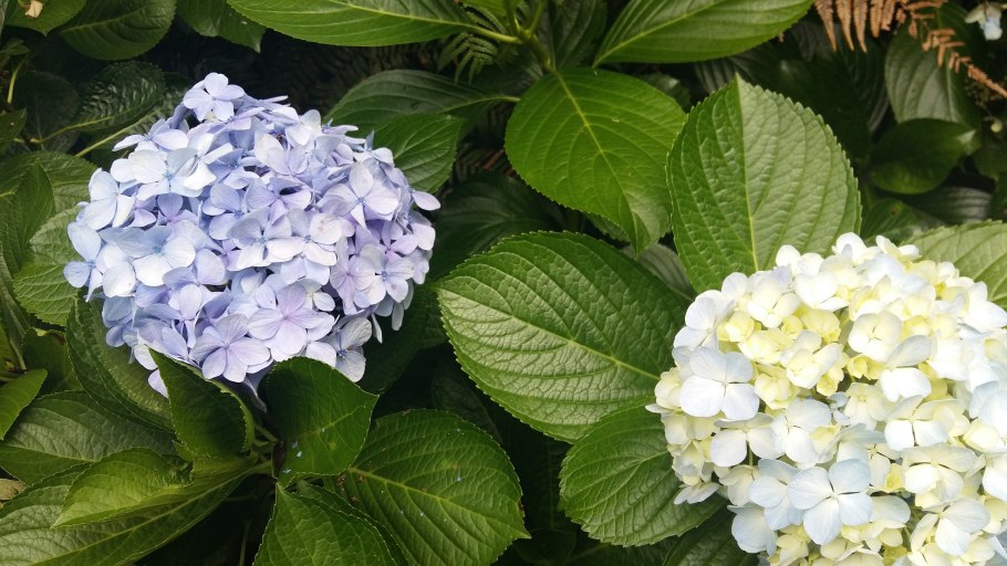 Гортензия Альба метельчатая