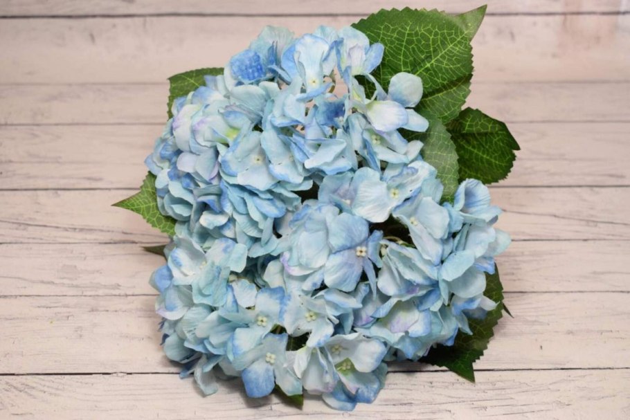 Гортензия метельчатая Энджелс Блаш