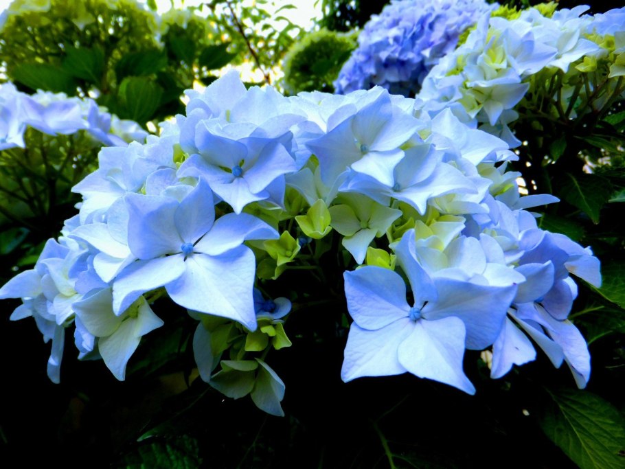 Гортензия метельчатая Полар Беар