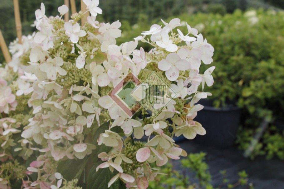 Гортензия метельчатая ангел Бланш