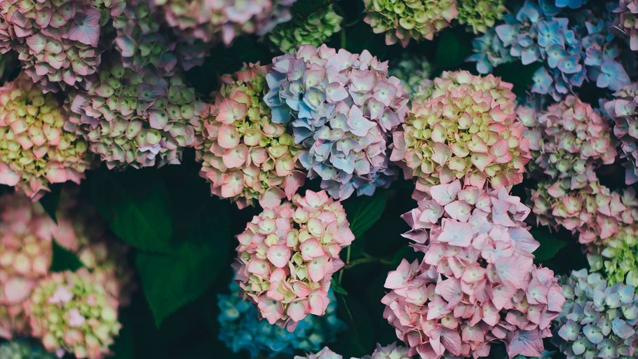 Гортензия Гертруда Глан