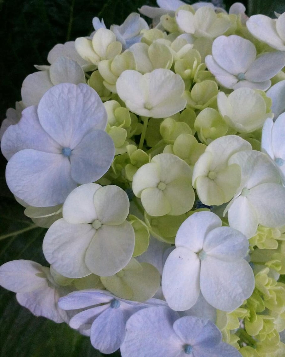 Гортензия Гертруда Глан